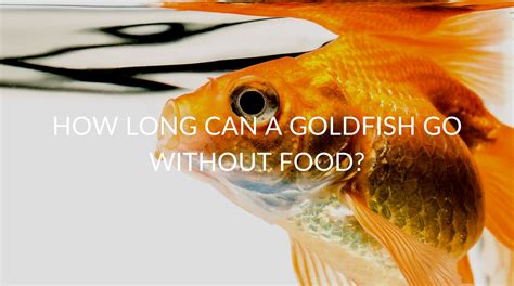 Aug 7, 2013 · A mixture of foods such as flakes, pellets, vegetables, and live food is a good combination. A goldfish’s main diet should consist of pellets or flakes that are good quality and high in carbohydrates. A typical food label should have 40% protein, 44% carbohydrates, 10% fats, and 6% ash (minerals, etc). 